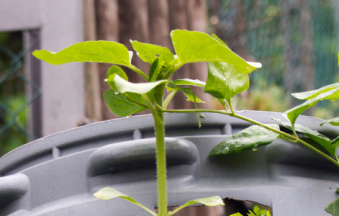 regenton met geïntegreerde plantenbak
